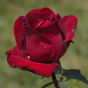 Unbranded Ingrid Bergman Hybrid Tea Rose