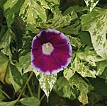 Unbranded Ipomoea Cameo Elegance Seeds 421116.htm