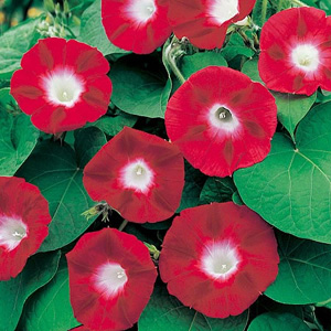 Unbranded Ipomoea Crimson Rambler Seeds