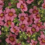 Unbranded Jamesbrittenia Britney Large Pink Plants