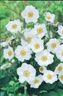 Unbranded Japanese Anemone Honorine Jobert x 1 litre pot