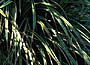 Japanese Sedge