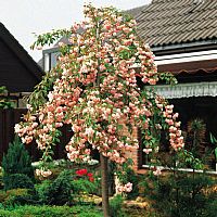 Japanese Weeping Cherry