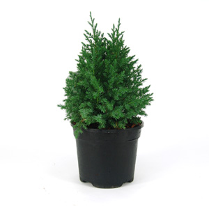 Unbranded Juniperus chinensis Pyramidalis - Chinese Juniper