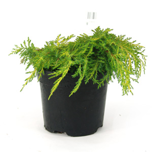 Unbranded Juniperus x media Carbery Gold