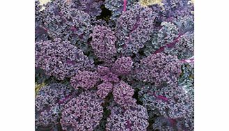 Unbranded Kale Seeds - Scarlet