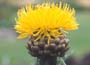 Knapweed