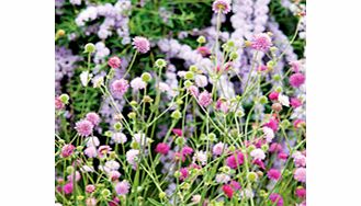 Unbranded Knautia Plants - Melton Pastels