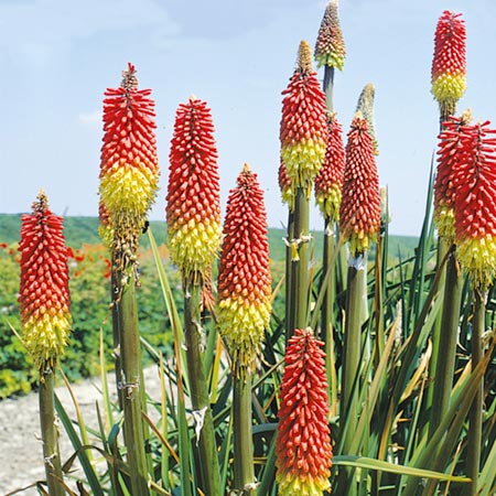 Unbranded Kniphofia Ticklestick Seeds (Red Hot Poker)