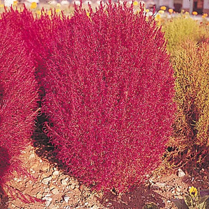 Unbranded Kochia Trichophylla Burning Bush Seeds