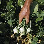 Unbranded Kohl Rabi Logo Seeds 435936.htm