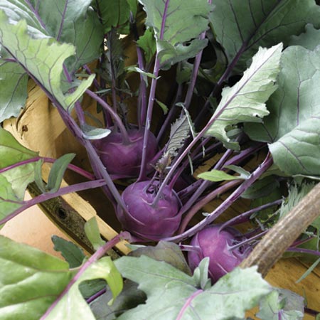 Unbranded Kohl Rabi Purple Danube F1 Seeds Average Seeds 70