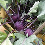 Unbranded Kohl Rabi Purple Danube F1 Seeds