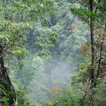 Krabi Rainforest Discovery - Adult