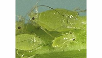 Unbranded Lacewing Larvae