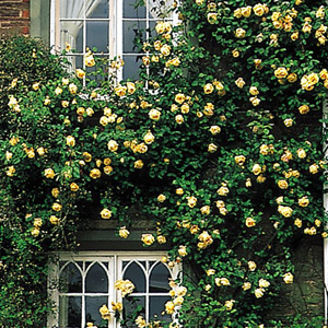 Unbranded Lady Hillingdon - Climbing Rose