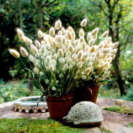 Unbranded Lagurus Bunny Tails Plants Pack of 16 Pot Ready