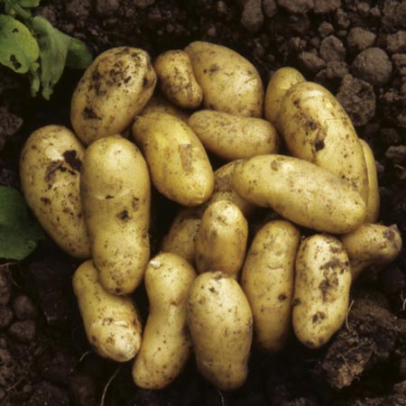 Unbranded Late Season Charlotte Potato 2 kg Pack