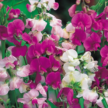 Unbranded Lathyrus Latifolius Mixed Seeds Seeds 20