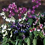 Unbranded Lathyrus Vernus Rainbow Seeds 426462.htm