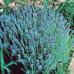 Unbranded Lavandula Lavender Lady Seeds