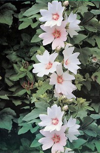 Unbranded Lavatera Barnsley (Tree Mallow) x 5 plants