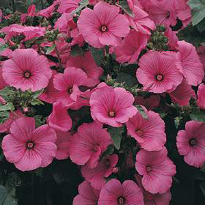 Unbranded Lavatera Ruby Regis Seeds