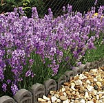 Unbranded Lavender Little Lady Plants