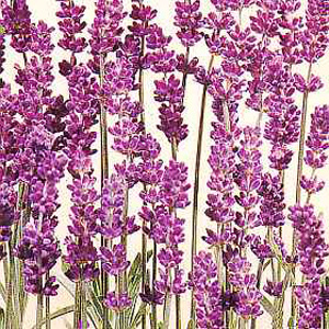 Unbranded Lavender Munstead Dwarf Seeds