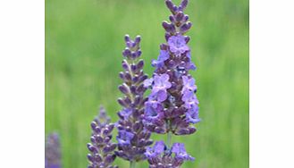 Unbranded Lavender Plant - Heavenly Night