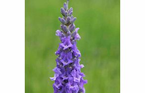 Unbranded Lavender Plant - Heavenly Scent