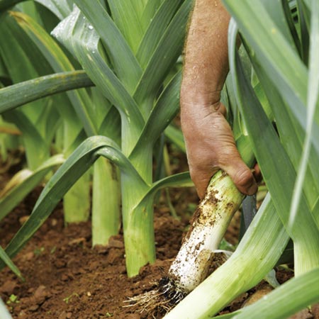 Unbranded Leek Carlton F1 Seeds Average Seeds 50