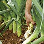 Unbranded Leek Carlton F1 Seeds