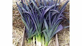 Unbranded Leek Seeds - Northern Lights