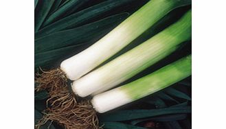 Unbranded Leek Seeds - Toledo