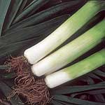 Unbranded Leek Toledo Seeds