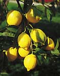 Unbranded Lemon (Hardy) Eureka