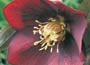 Lenten Rose