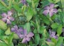 Lesser Periwinkle