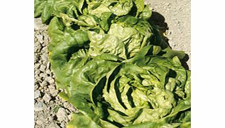 Unbranded Lettuce Buttercrunch Seeds