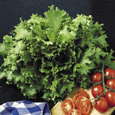 Unbranded Lettuce Cancan Seeds Average Seeds 220