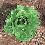 Unbranded Lettuce Claremont Seeds