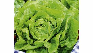 Unbranded Lettuce Diana Seeds