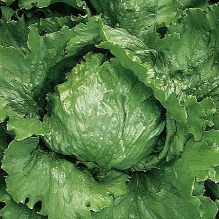 Unbranded Lettuce Lakeland Seeds Average Seeds 850