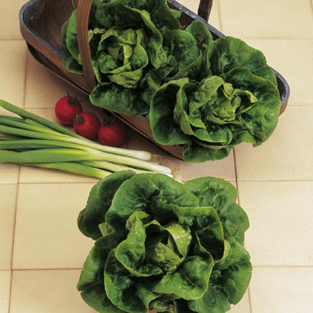 Unbranded Lettuce Little Gem Seeds Average Seeds 1400