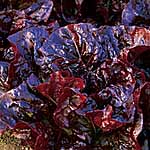 Unbranded Lettuce Nymans Seeds 436680.htm