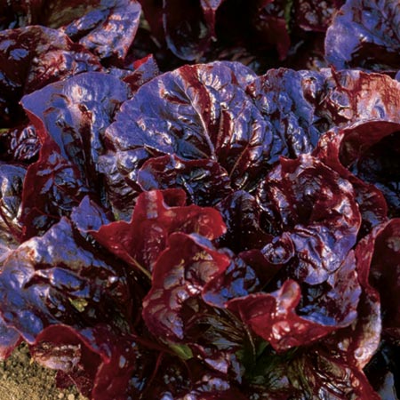 Unbranded Lettuce Nymans Seeds Average Seeds 220