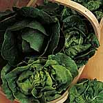 Unbranded Lettuce Plug Plant Collection 470661.htm