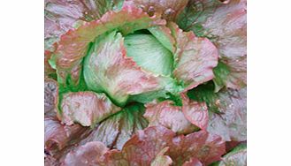 Unbranded Lettuce Red Iceberg Seeds