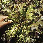 Unbranded Lettuce Red Salad Bowl Seeds 437309.htm